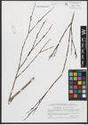 Foto von Salix purpurea L.